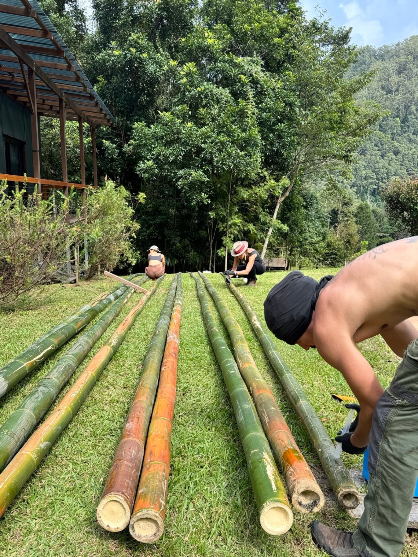 Preparing bamboo on the land