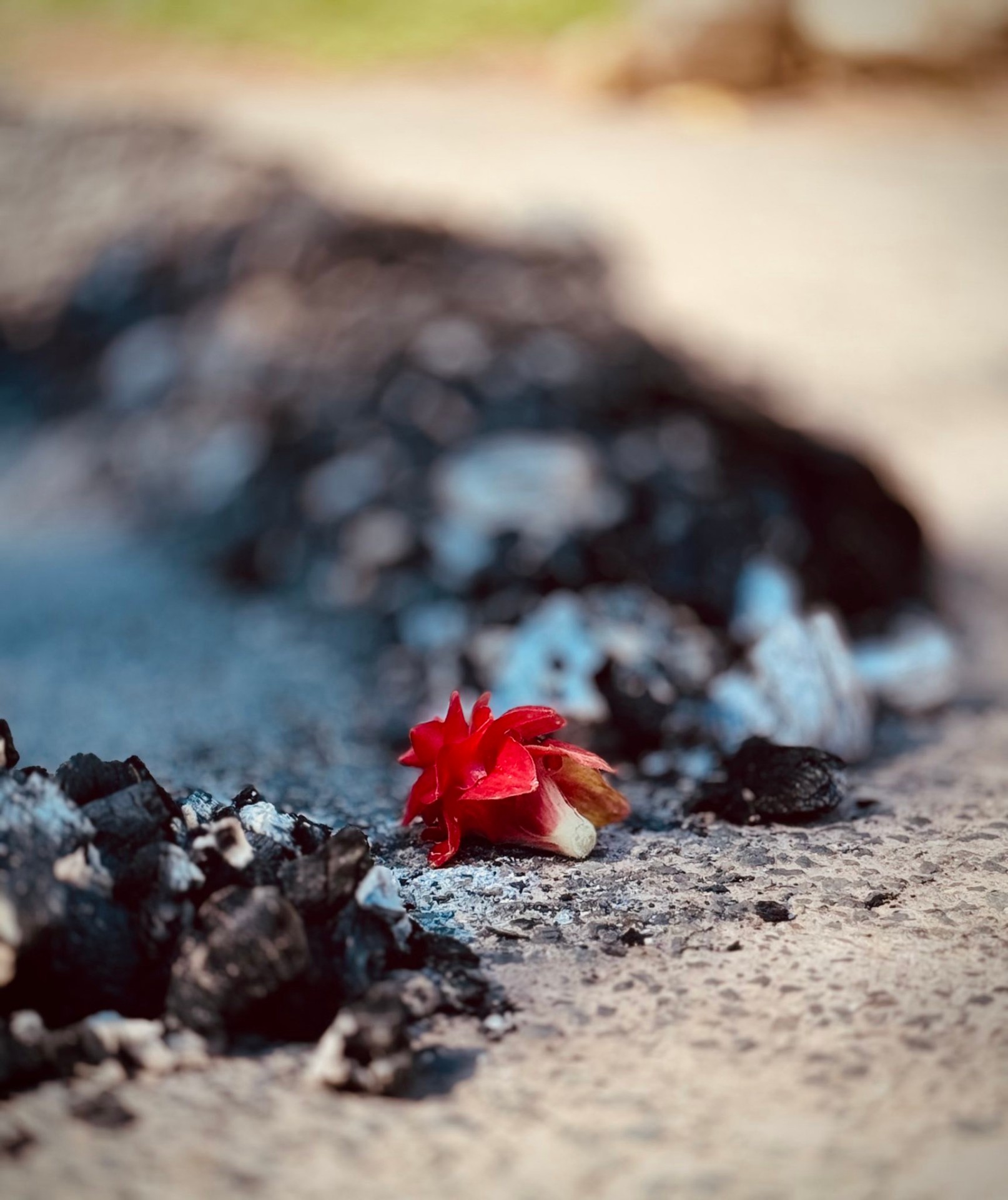 Red flower on ceremonial ash